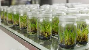 Plant Tissue Culture
